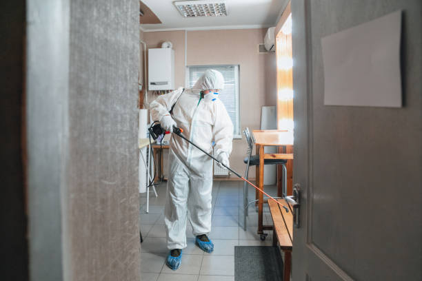 Reliable Ferndale, PA Mold Removal Solutions