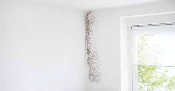 Biohazard Mold Removal in Ferndale, PA