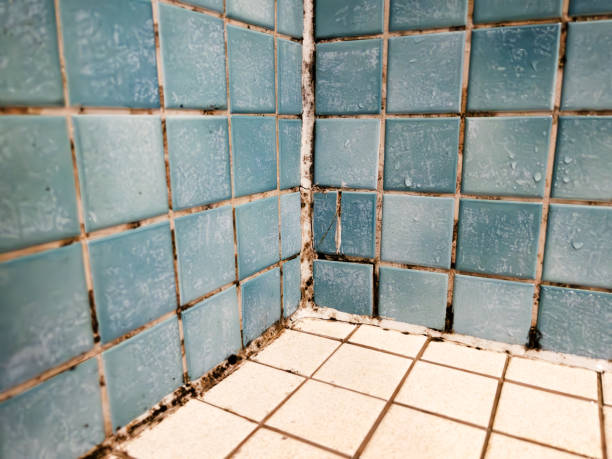 Best Attic Mold Removal  in Ferndale, PA