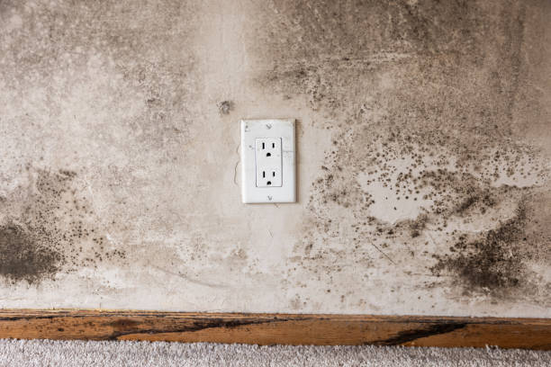Best Commercial Mold Inspection  in Ferndale, PA