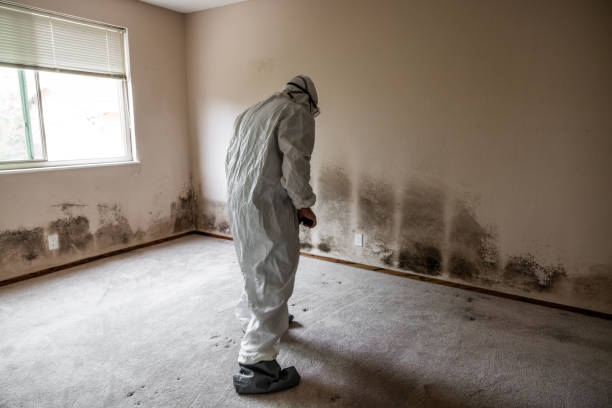 Best Basement Mold Removal  in Ferndale, PA